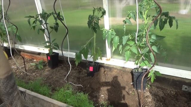 Высадка томатов в поликарбонатную неотапливаемую теплицу с опорами "спираль" смотреть онлайн