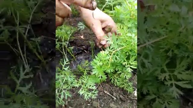 Прореживаем морковь смотреть онлайн