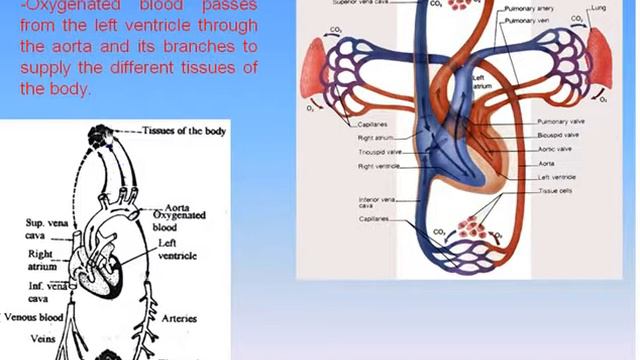12 Blood Circulations 2 Systemic Circulation Anatomy Intro Dr Ahmed Kamal смотреть онлайн
