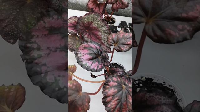 Заказ бегоний и эписций в соседний город. #бегония #эписции #комнатныерастения #бегонии смотреть онлайн