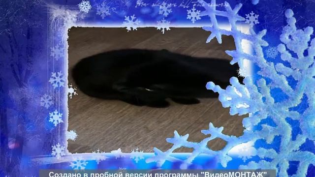 кот сырник смотреть онлайн