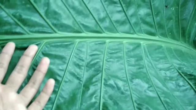 Anthurium hookeri big size jumbo 2020 смотреть онлайн