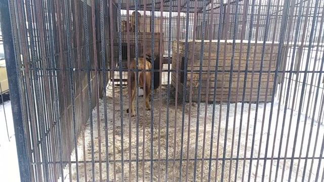 Барнаульский зоопарк. Лев смотреть онлайн