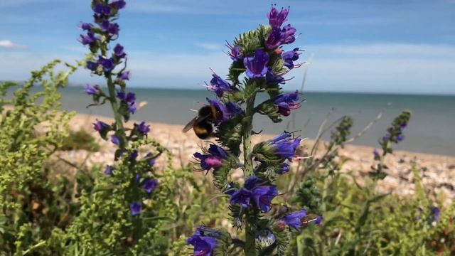 Coastal wildflowers for pollinators with Lauren Kennedy смотреть онлайн