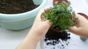 Кампанула Портеншлага пересадка и размножение