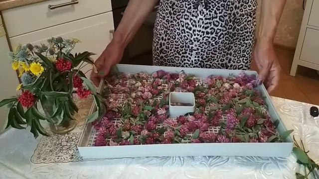 Заготовка клевера целебного