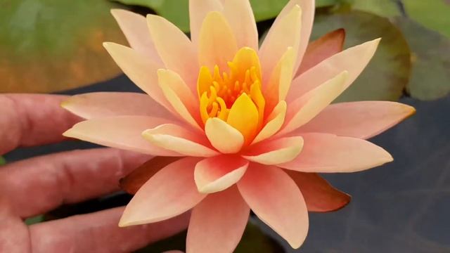 Нимфея Colorado (Nymphaea Colorado), нимфея Колорадо