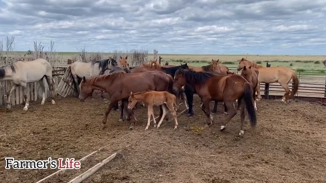 Суға батқан құлынның қазіргі жағдайы!!! смотреть онлайн