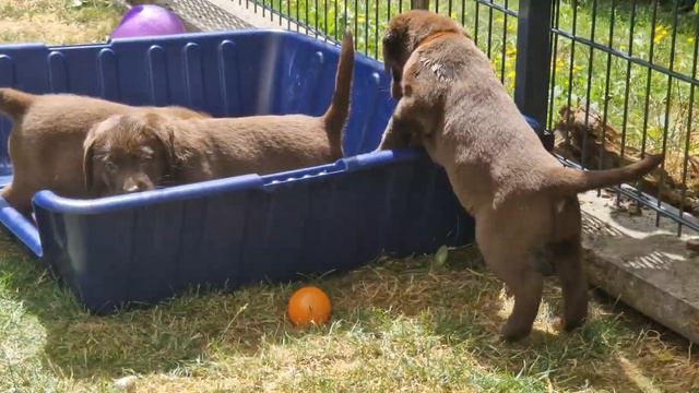 Mayfieldgarden Nr. 2431 Milch für die Labrador Welpen und anschließende Vollwäsche. смотреть онлайн