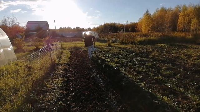 Сажаем озимый чеснок смотреть онлайн