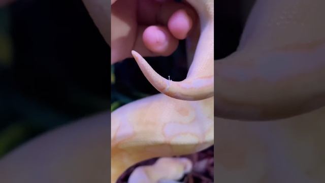 Какие виды змей вам нравятся? Какую завели бы дома? #змея #питон #королевскийпитон #рептилии смотреть онлайн