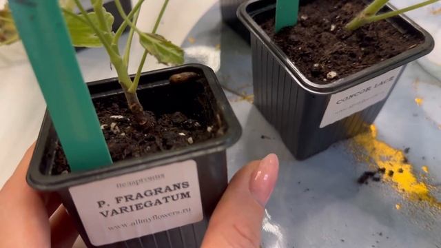 Душистые пеларгонии от All My flowers. Душистая герань смотреть онлайн