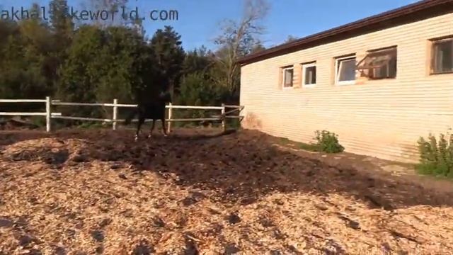 Ахалтекинский жеребец Покоритель смотреть онлайн