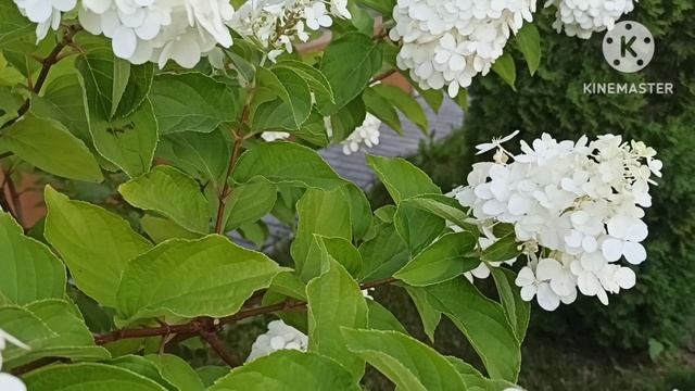 Марина Иванова.Получила ВНЖ.Сделала ресницы.Юля ругается.Две дремучие бабки смотреть онлайн