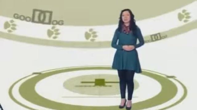 Что нужно знать, начиная дрессировку собаки смотреть онлайн