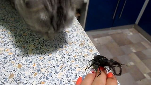 Ручной жук олень смотреть онлайн