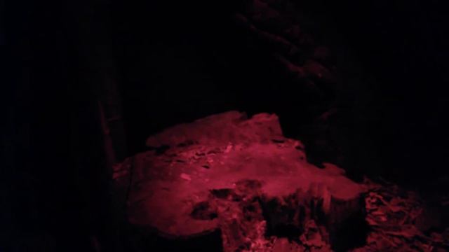 Кинкажу (Potos flavus). Московский зоопарк (Moscow Zoo). смотреть онлайн