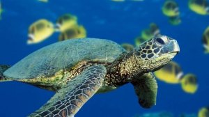 ИНТЕРЕСНЫЕ ФАКТЫ - ЧЕРЕПАХИ