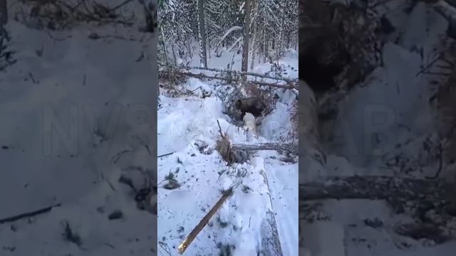 Раскопал берлогу, Березовский район смотреть онлайн