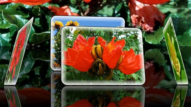 Тюльпановые деревья! смотреть онлайн