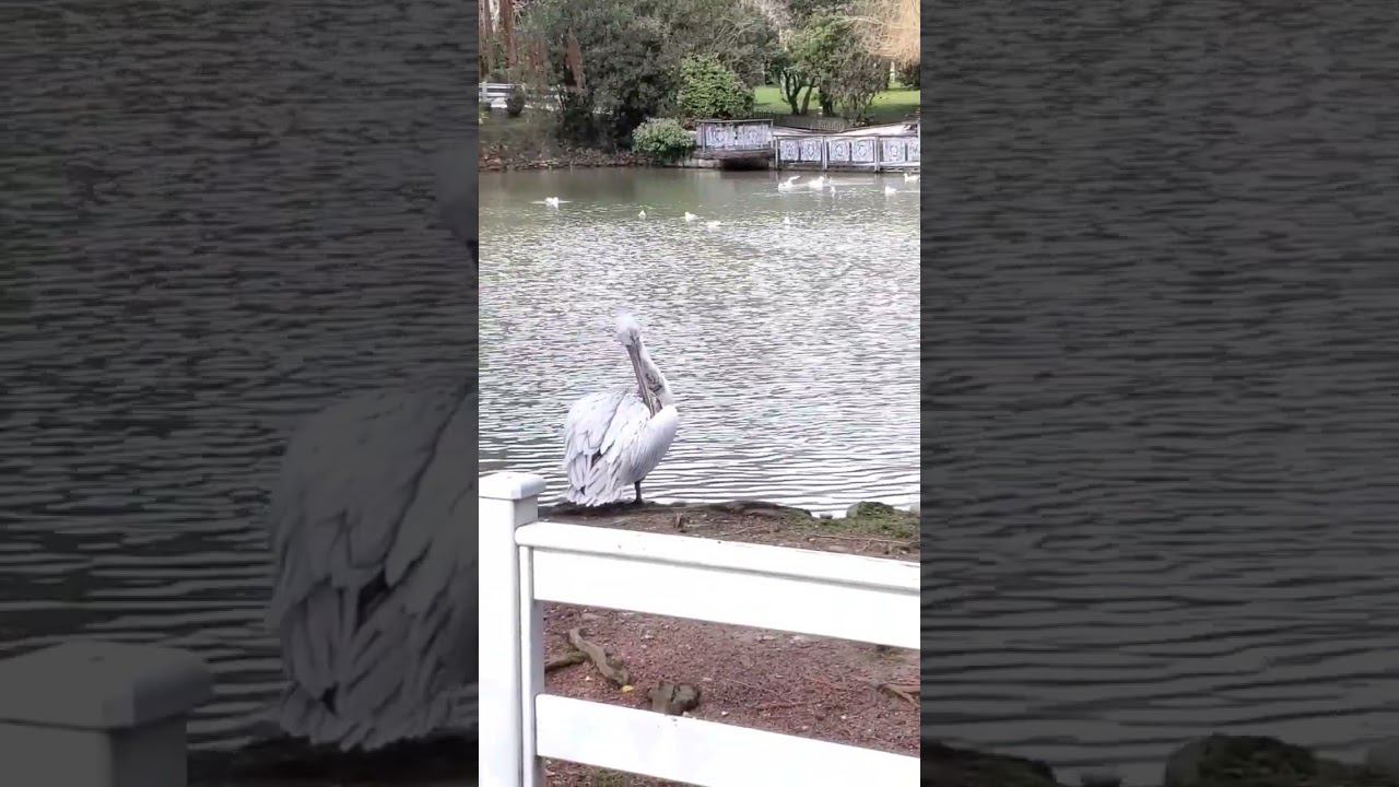 Пеликан в дендрарии Сочи #shorts #дендрарий #паркдендрарий #пеликан #сочисегодня #новостисочи #сочи смотреть онлайн