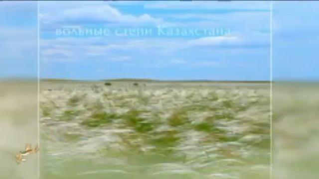 Пьеса для флейты и фортепиано "Қызғалдақ" смотреть онлайн