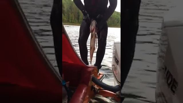 Щука укусила за пах-случаи на рыбалке.Никто и не думал даже смотреть онлайн