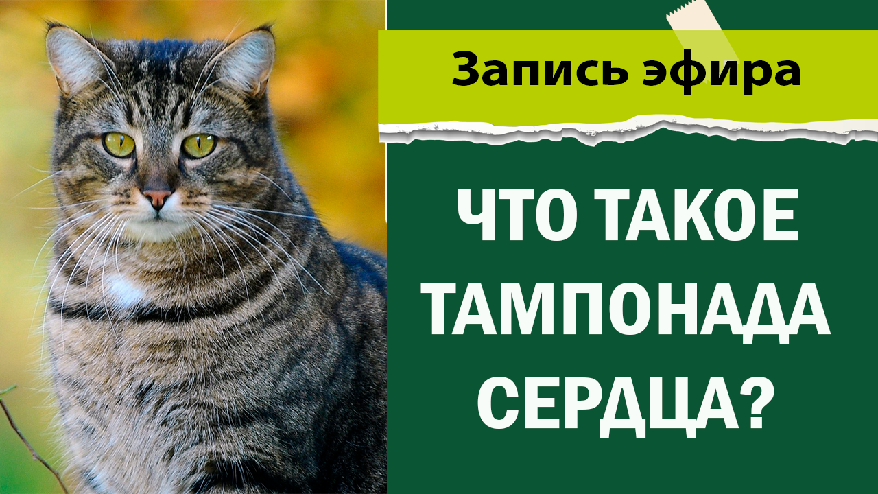 что такое тампонада сердца смотреть онлайн