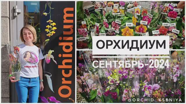 Выставка Орхидиум - сентябрь 2024 | Море орхидей, суккулентов, лиственных | Грунты, препараты и т.д. смотреть онлайн