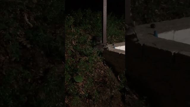 Дикие Еноты вышли в свет, что бы покушать смотреть онлайн