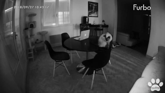 4 choses à savoir sur la vision du chat | Assur O'Poil смотреть онлайн