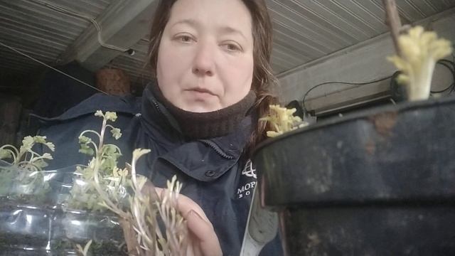 КАК ЗИМУЕТ ХРИЗАНТЕМА. ВЫСТАВЛЯЕМ МАТОЧНИКИ НА СВЕТ. смотреть онлайн