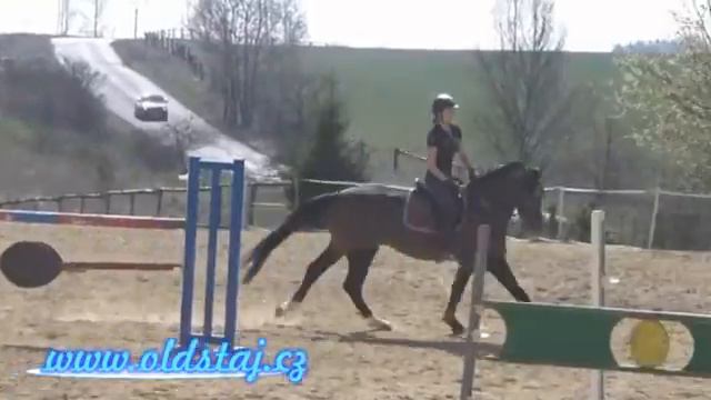 JUMPER FOR SALE: Cyril, 2011, Colato R x Papillion, training 04 16 смотреть онлайн