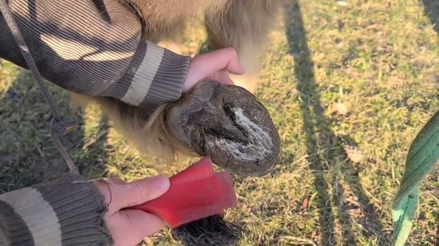 как чистить копыто лошади ? смотреть онлайн