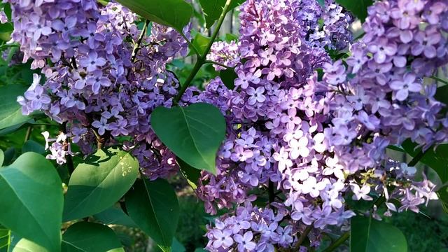 Вознесение Господне: приметы, традиции и обычаи смотреть онлайн