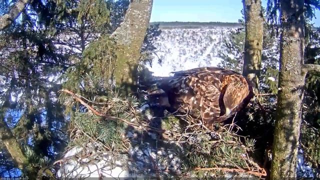 zelta meitēns cītīgi nes ligzdas materiālus/female is working in a nest/ 2018.03.01 смотреть онлайн