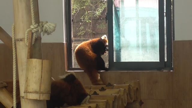 This red panda quietly climbed onto the windowsill to play смотреть онлайн