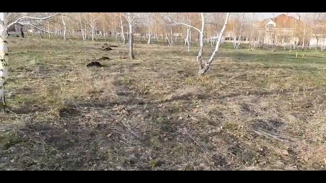 Прогулка по весеннему парку ! Исследуем нору крота! смотреть онлайн