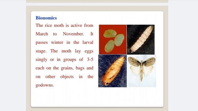 ##Storage Pest And Their Management ##