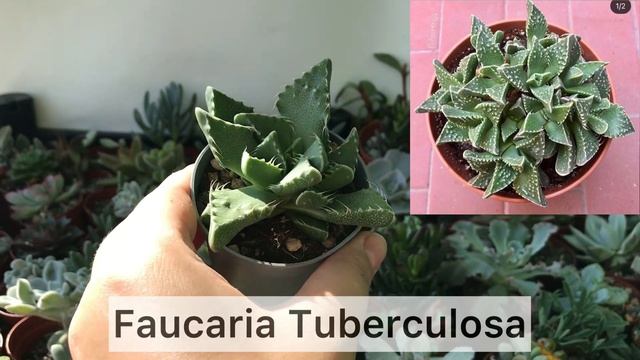 Итальянские новинки. Продажа суккулентов. Немного кактусов ? Отправка почтой смотреть онлайн