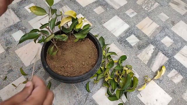How to propagate Golden Ficus with stem cutting ! смотреть онлайн