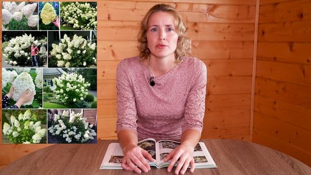 Метельчатые ГОРТЕНЗИИ / ТОП-10 ЛУЧШИХ СОРТОВ смотреть онлайн