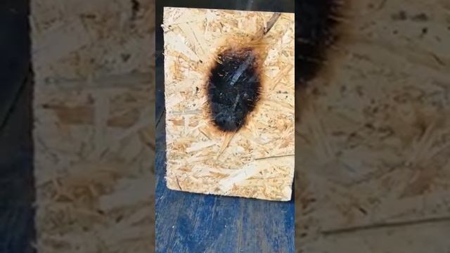 Сип панели Иркутск - проверка ОСБ на горючесть. смотреть онлайн