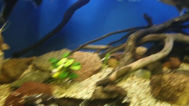 Зоопарк Калининград 2 часть // Рыбы, пеликаны. смотреть онлайн