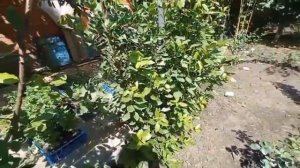 Лавр благородный. Выращивание в открытом грунте.