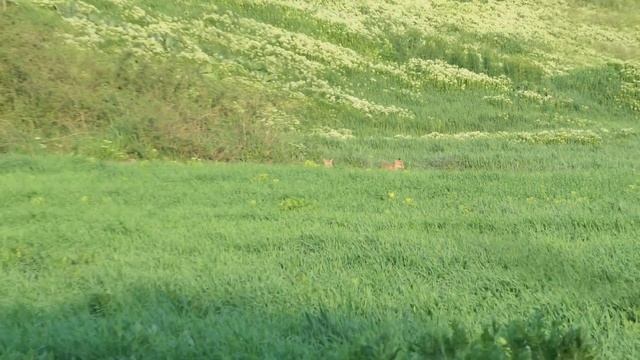 Лиса кормит лисят, попробуйте посчитать! The fox is feeding the cubs, try to count! смотреть онлайн