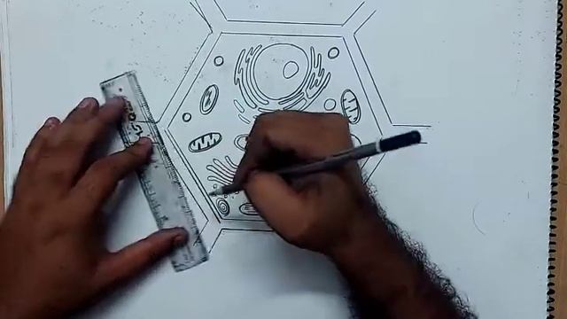 how to draw typical plant cell I how to draw typical plant cell 9th class I plant cell diagram смотреть онлайн