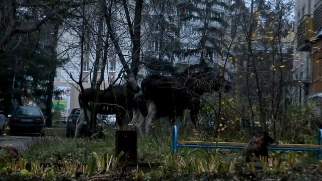 Лоси в городе Заречном Пензенской области смотреть онлайн