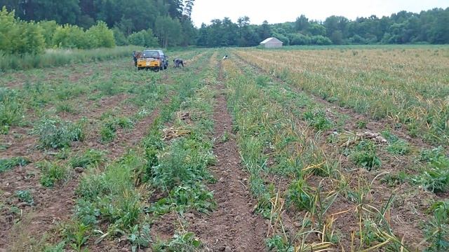 Сбор урожая озимого чеснока, сорт Любаша. смотреть онлайн