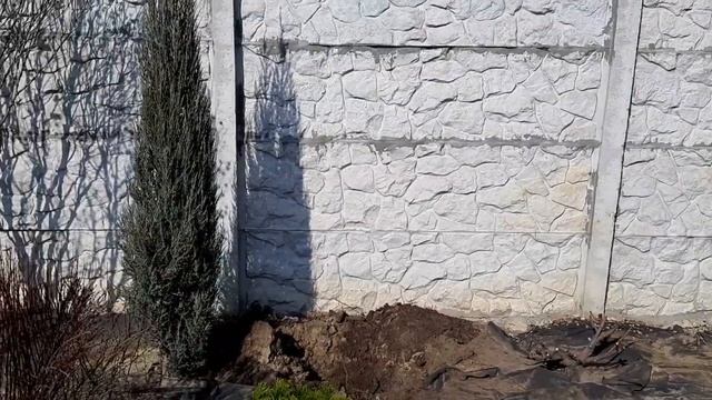 ?Как пересаживать растения весной: самшиты, розы на штамбе, жасмин и хвойные. смотреть онлайн